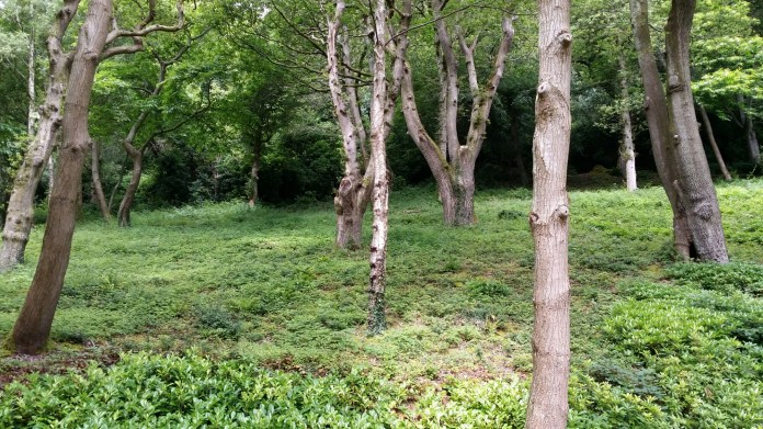 20140713_094751.jpg image