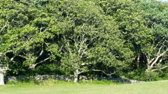 20140728_175506.jpg image