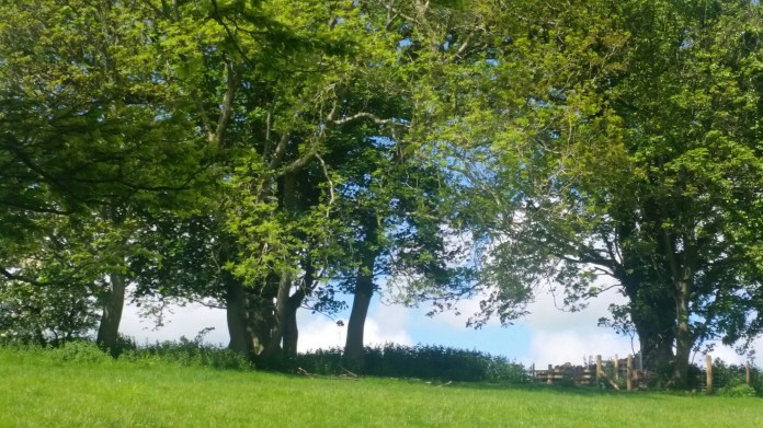 20150529_130555.jpg image