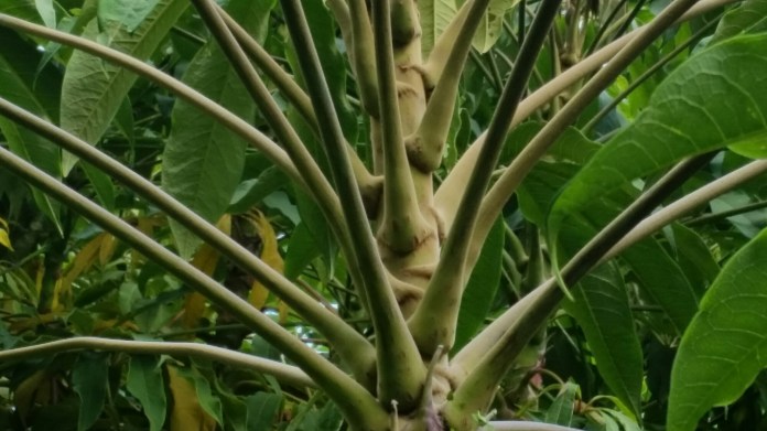 20150803_153031.jpg image