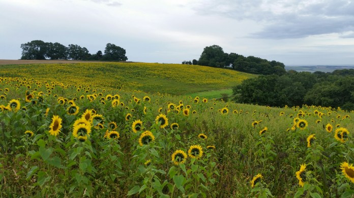 20150913_082823.jpg image