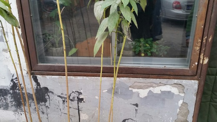 20151113_130612.jpg image