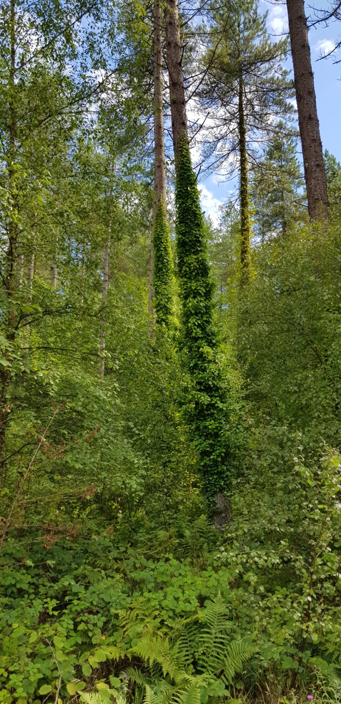 20180808_160340.jpg image